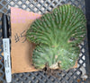 #EC260 EXACT Trichocereus Pachanoi Variegated & Crested Cactus BareRoot