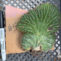#EC260 EXACT Trichocereus Pachanoi Variegated & Crested Cactus BareRoot