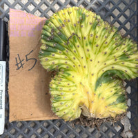 #EC260 EXACT Trichocereus Pachanoi Variegated & Crested Cactus BareRoot