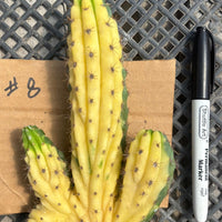 #EC260 EXACT Trichocereus Pachanoi Variegated & Crested Cactus BareRoot