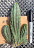 #EC260 EXACT Trichocereus Pachanoi Variegated & Crested Cactus BareRoot