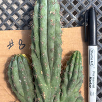 #EC260 EXACT Trichocereus Pachanoi Variegated & Crested Cactus BareRoot