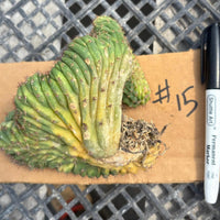 #EC260 EXACT Trichocereus Pachanoi Variegated & Crested Cactus BareRoot