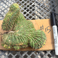 #EC260 EXACT Trichocereus Pachanoi Variegated & Crested Cactus BareRoot