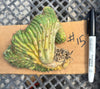 #EC260 EXACT Trichocereus Pachanoi Variegated & Crested Cactus BareRoot