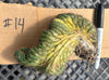 #EC260 EXACT Trichocereus Pachanoi Variegated & Crested Cactus BareRoot