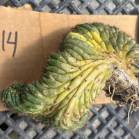 #EC260 EXACT Trichocereus Pachanoi Variegated & Crested Cactus BareRoot