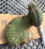 #EC260 EXACT Trichocereus Pachanoi Variegated & Crested Cactus BareRoot