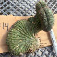 #EC260 EXACT Trichocereus Pachanoi Variegated & Crested Cactus BareRoot