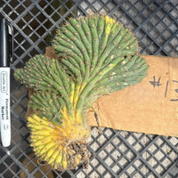 #EC260 EXACT Trichocereus Pachanoi Variegated & Crested Cactus BareRoot