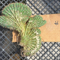 #EC260 EXACT Trichocereus Pachanoi Variegated & Crested Cactus BareRoot