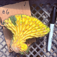 #EC260 EXACT Trichocereus Pachanoi Variegated & Crested Cactus BareRoot