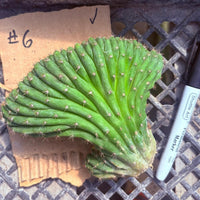 #EC260 EXACT Trichocereus Pachanoi Variegated & Crested Cactus BareRoot