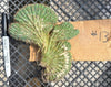 #EC260 EXACT Trichocereus Pachanoi Variegated & Crested Cactus BareRoot