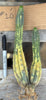 #EC260 EXACT Trichocereus Pachanoi Variegated & Crested Cactus BareRoot