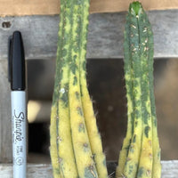 #EC260 EXACT Trichocereus Pachanoi Variegated & Crested Cactus BareRoot