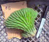 #EC260 EXACT Trichocereus Pachanoi Variegated & Crested Cactus BareRoot