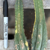 #EC260 EXACT Trichocereus Pachanoi Variegated & Crested Cactus BareRoot