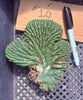 #EC260 EXACT Trichocereus Pachanoi Variegated & Crested Cactus BareRoot