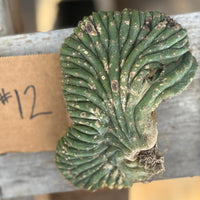 #EC260 EXACT Trichocereus Pachanoi Variegated & Crested Cactus BareRoot