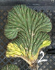 #EC260 EXACT Trichocereus Pachanoi Variegated & Crested Cactus BareRoot