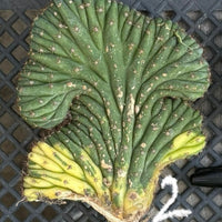#EC260 EXACT Trichocereus Pachanoi Variegated & Crested Cactus BareRoot