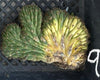 #EC260 EXACT Trichocereus Pachanoi Variegated & Crested Cactus BareRoot