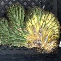 #EC260 EXACT Trichocereus Pachanoi Variegated & Crested Cactus BareRoot