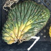 #EC260 EXACT Trichocereus Pachanoi Variegated & Crested Cactus BareRoot