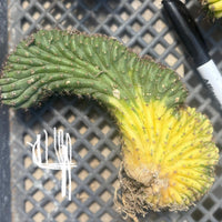 #EC260 EXACT Trichocereus Pachanoi Variegated & Crested Cactus BareRoot