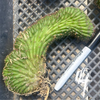 #EC260 EXACT Trichocereus Pachanoi Variegated & Crested Cactus BareRoot
