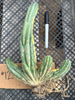 #EC260 EXACT Trichocereus Pachanoi Variegated & Crested Cactus BareRoot