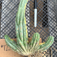 #EC260 EXACT Trichocereus Pachanoi Variegated & Crested Cactus BareRoot