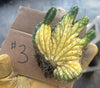 #EC260 EXACT Trichocereus Pachanoi Variegated & Crested Cactus BareRoot