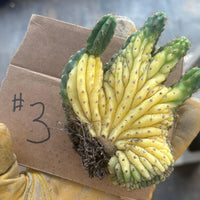 #EC260 EXACT Trichocereus Pachanoi Variegated & Crested Cactus BareRoot