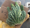 #EC260 EXACT Trichocereus Pachanoi Variegated & Crested Cactus BareRoot