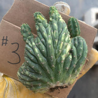 #EC260 EXACT Trichocereus Pachanoi Variegated & Crested Cactus BareRoot