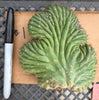 #EC260 EXACT Trichocereus Pachanoi Variegated & Crested Cactus BareRoot