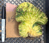 #EC260 EXACT Trichocereus Pachanoi Variegated & Crested Cactus BareRoot