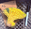 #EC260 EXACT Trichocereus Pachanoi Variegated & Crested Cactus BareRoot