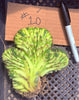 #EC260 EXACT Trichocereus Pachanoi Variegated & Crested Cactus BareRoot