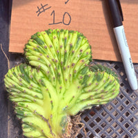 #EC260 EXACT Trichocereus Pachanoi Variegated & Crested Cactus BareRoot