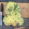 #EC260 EXACT Trichocereus Pachanoi Variegated & Crested Cactus BareRoot
