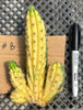 #EC260 EXACT Trichocereus Pachanoi Variegated & Crested Cactus BareRoot