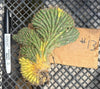 #EC260 EXACT Trichocereus Pachanoi Variegated & Crested Cactus BareRoot