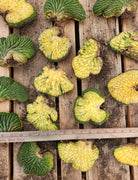 #EC260 EXACT Trichocereus Pachanoi Variegated & Crested Cactus BareRoot