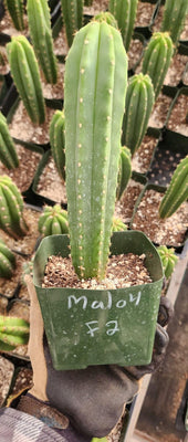 #EC263 EXACT Trichocereus Hybrid Bridgesii BSK X Peru Martin Cactus 6-7”
