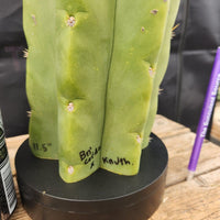 #EC289 EXACT Trichocereus Cordobensis Brighton X Knuthianus Cactus 11.5"