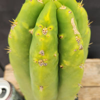 #EC289 EXACT Trichocereus Cordobensis Brighton X Knuthianus Cactus 11.5"