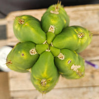 #EC289 EXACT Trichocereus Cordobensis Brighton X Knuthianus Cactus 11.5"